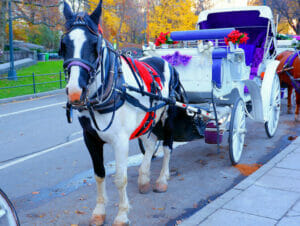 Carriage Ride in Central Park