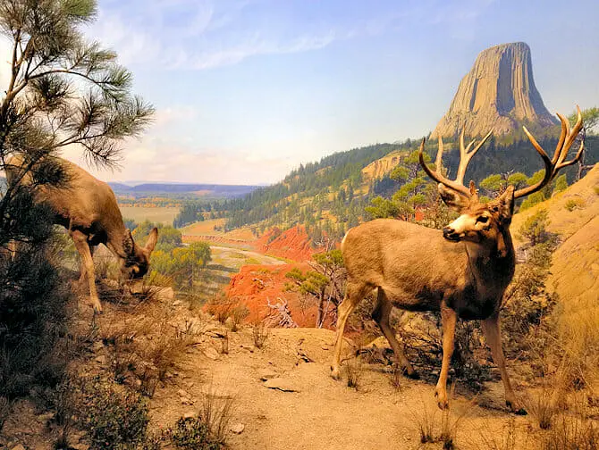AMNH in New York Diorana Wildlife