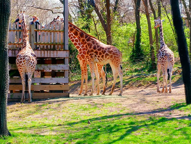 Giraffes at Bronx Zoo NYC