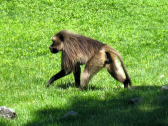 Monkey at Bronx Zoo NYC