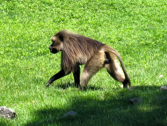 Monkey at Bronx Zoo NYC