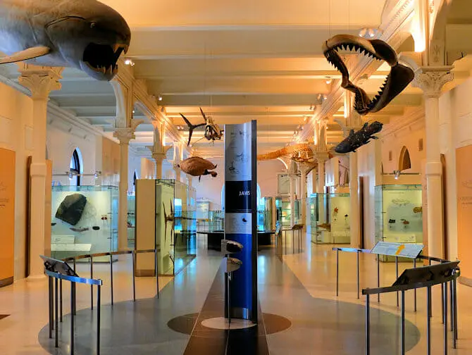 American Museum of Natural History in New York Empty Tour
