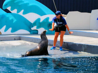 New York Aquarium - Feeding