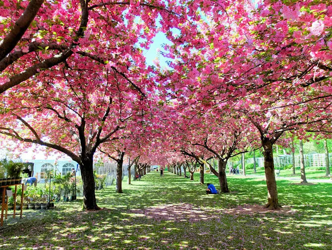 Brooklyn in New York - Brooklyn Botanic Garden