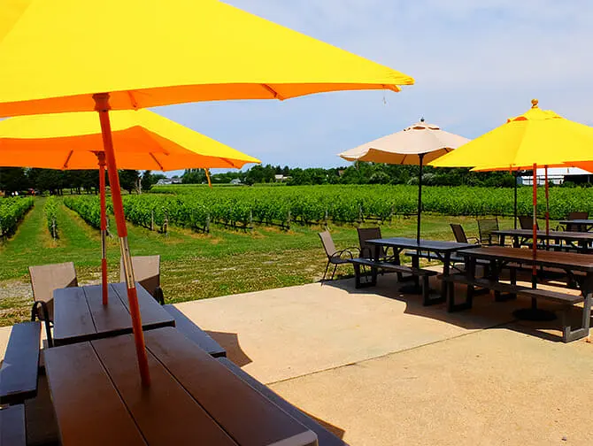 Winery Day Trip from New York Vineyard